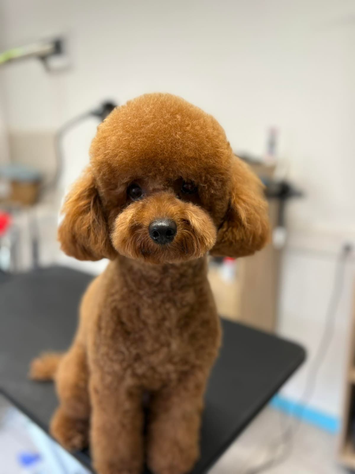 Lovely Dog Grooming Referencia Munka 7