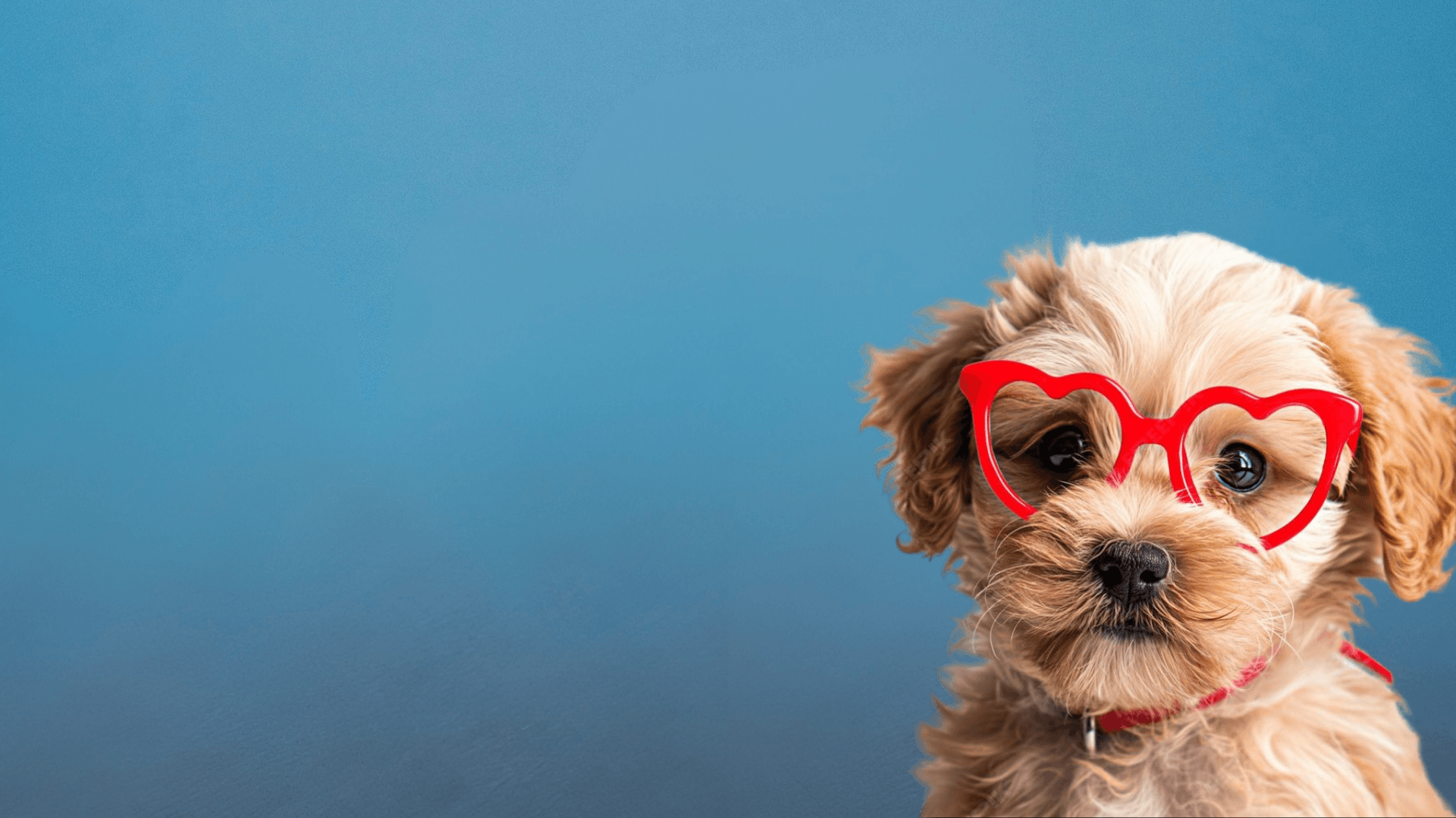 Lovely Dog Grooming Hero Image